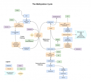 The Methylation Cycle