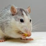 Carbon 60 in olive oil doubles lifespan of laboratory rats